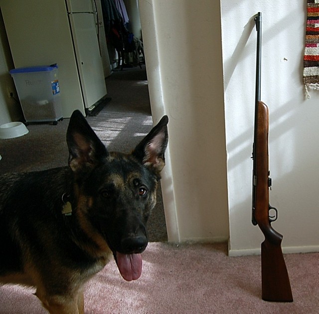 dog gun